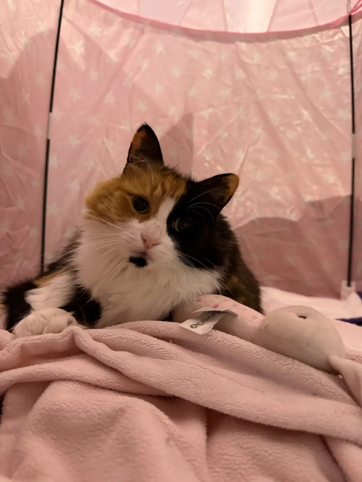 A calico cat with black, orange, and white fur sits inside a pink pop-up tent with white stars, resting on a pink blanket…