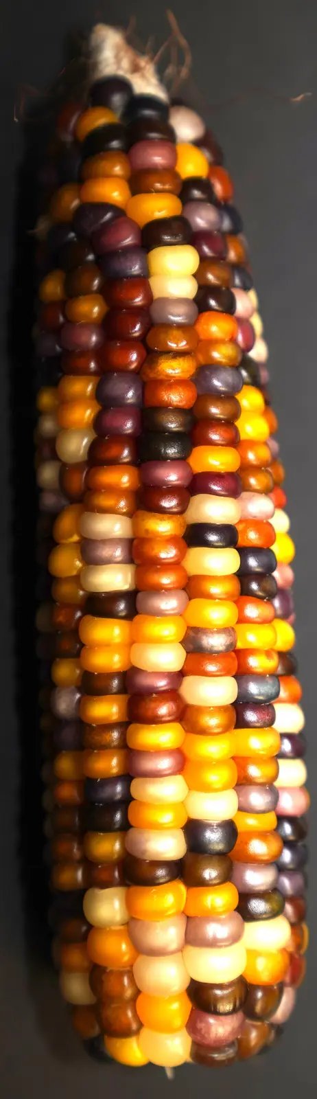 A close-up photograph of a vibrant, multi-colored ear of corn with kernels in shades of yellow, orange, purple, and brown…