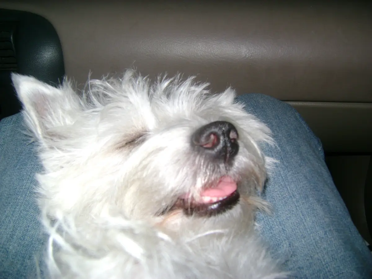 A fluffy white dog with its eyes closed and mouth slightly open rests on a person's lap, which is covered in blue denim…