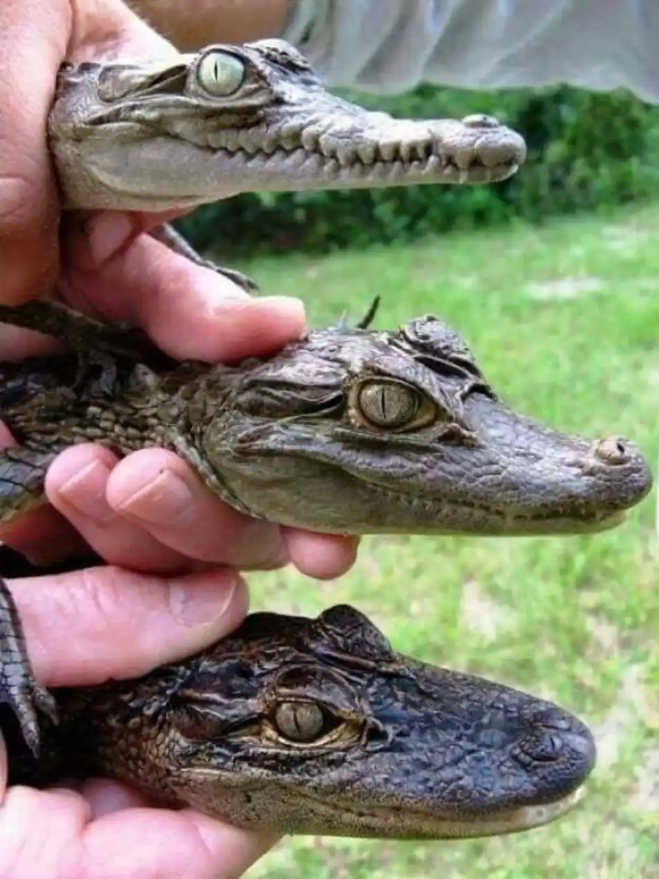 Three small crocodile heads are held vertically in a person's hands against a grassy background, each looking slightly…