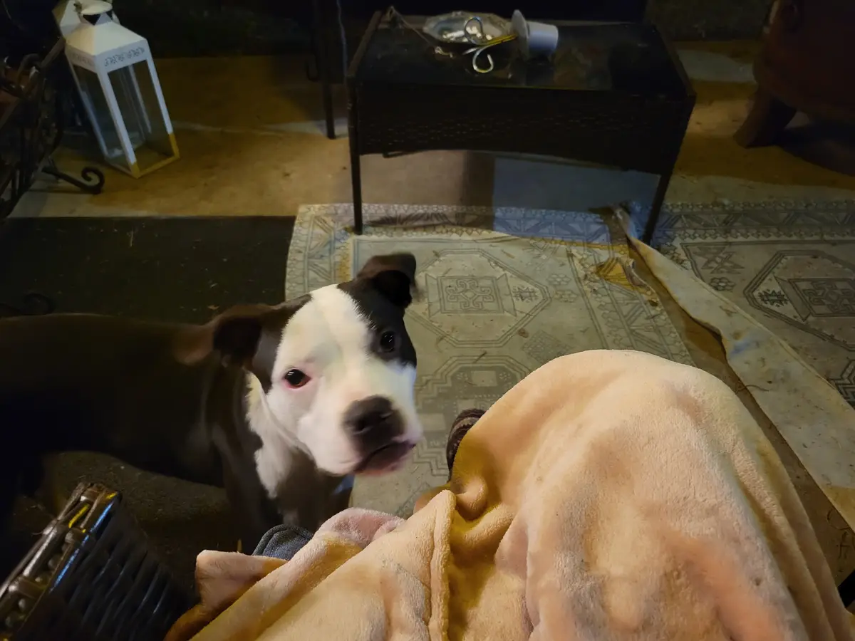 A black and white dog with a sad, pleading expression looks up at the camera from a low angle, seemingly at a person covered…