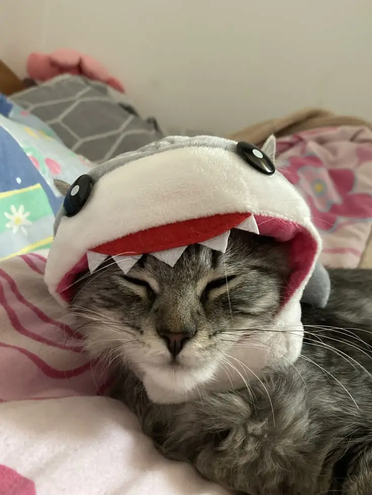 A gray tabby cat with closed eyes is sleeping peacefully while wearing a plush shark hat with black eyes, red mouth, and…