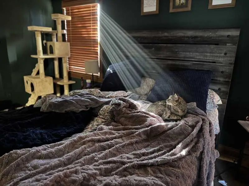 A tabby cat sits on a rumpled bed in a dim room, bathed in a single dramatic sunbeam streaming through blinds. The cat looks…