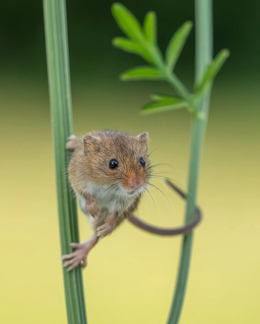 Adorable Harvest Mice in Action!