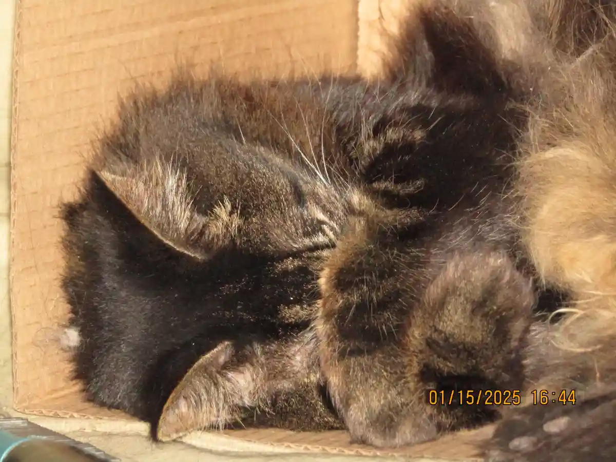A dark tabby cat is curled up and sleeping soundly inside a cardboard box, its body tightly wrapped around itself. The image…