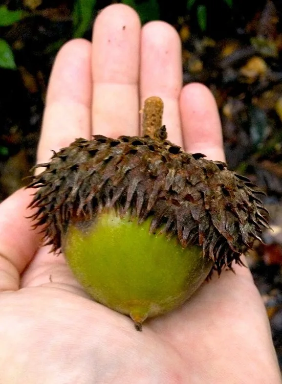 Acorns Can Be Quite Impressive Too!