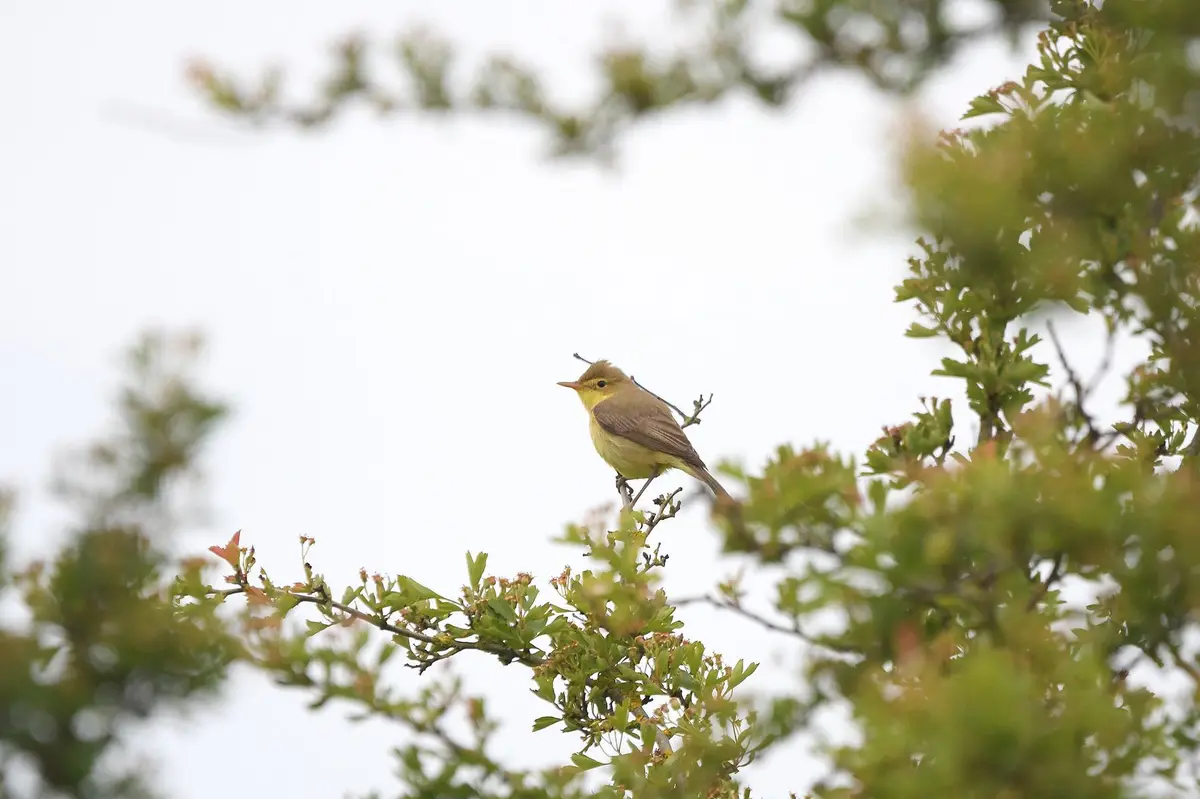 A small yellow bird perched on a branch of a green leafy bush against a bright white sky. The bird has a slightly disheveled…