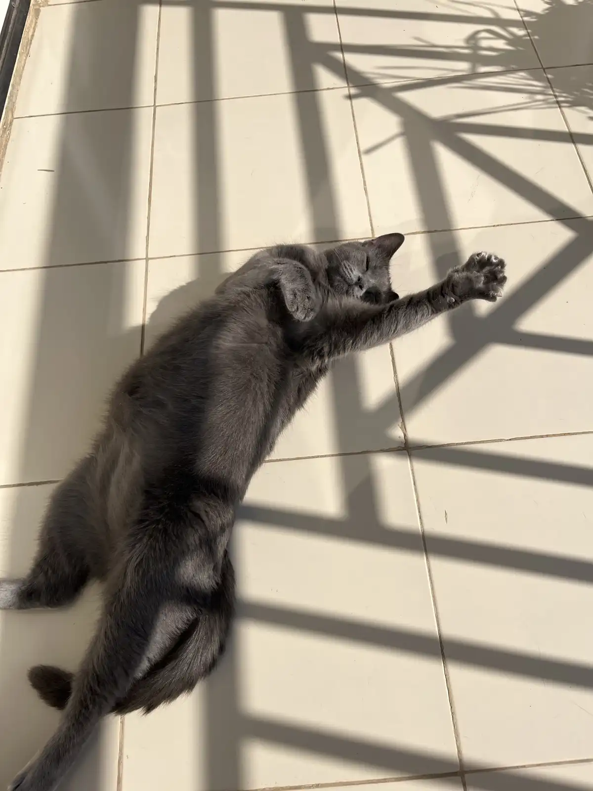A gray cat is lying on its back on a tiled floor, stretching with one paw raised, bathed in sunlight with shadows from…