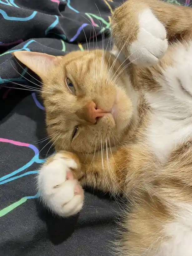 An orange and white cat lies on its back on a dark blanket with colorful neon lines, one paw raised near its face and the…