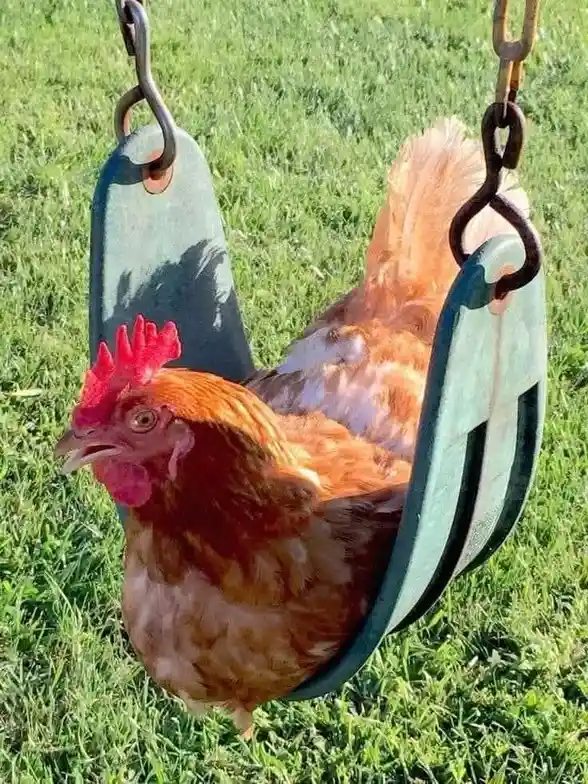 A brown chicken with a red comb sits in a green plastic swing suspended by rusty chains over grass, looking directly at the…