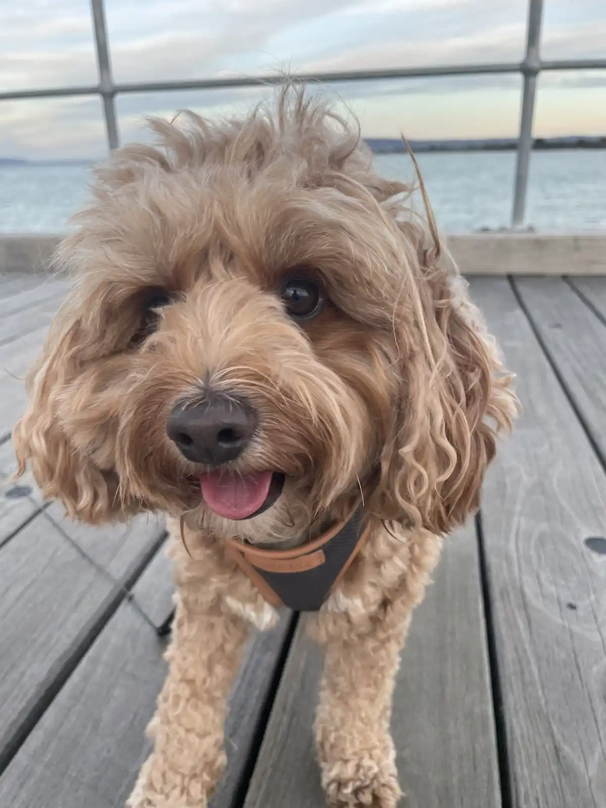 A fluffy, light brown dog with curly fur stands on a wooden pier, looking directly at the camera with its tongue out…
