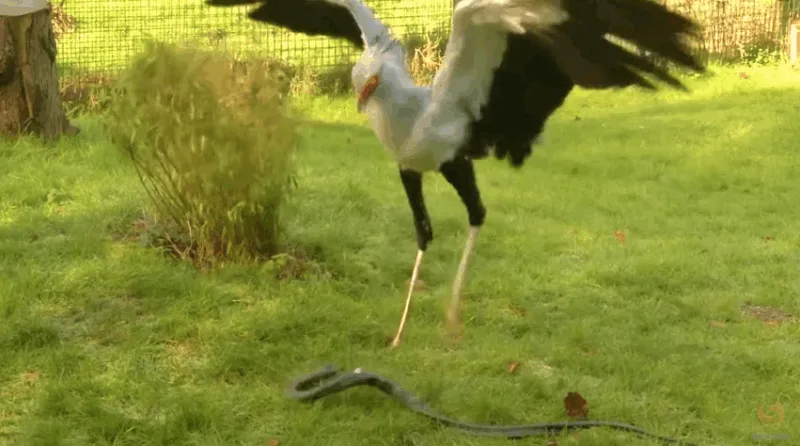 A sequence of six images shows a large white bird with black wings and long legs, likely a secretarybird, repeatedly…