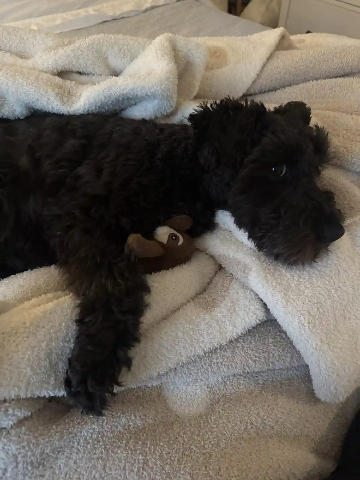Your Daily Dose of Olive Goodness
