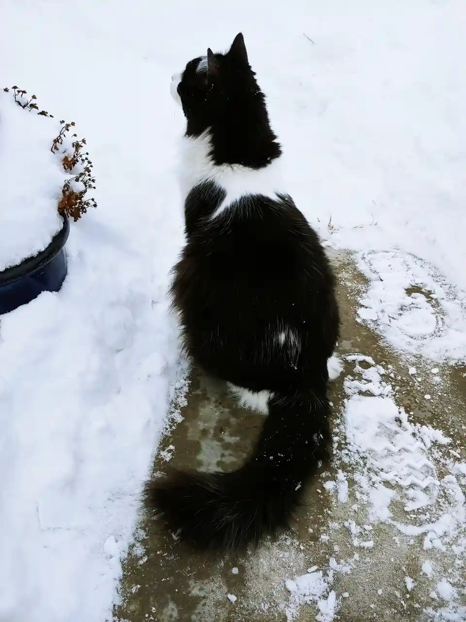 A black and white cat sits on a snowy sidewalk, facing away from the camera, looking up at the sky. Snow covers the ground…