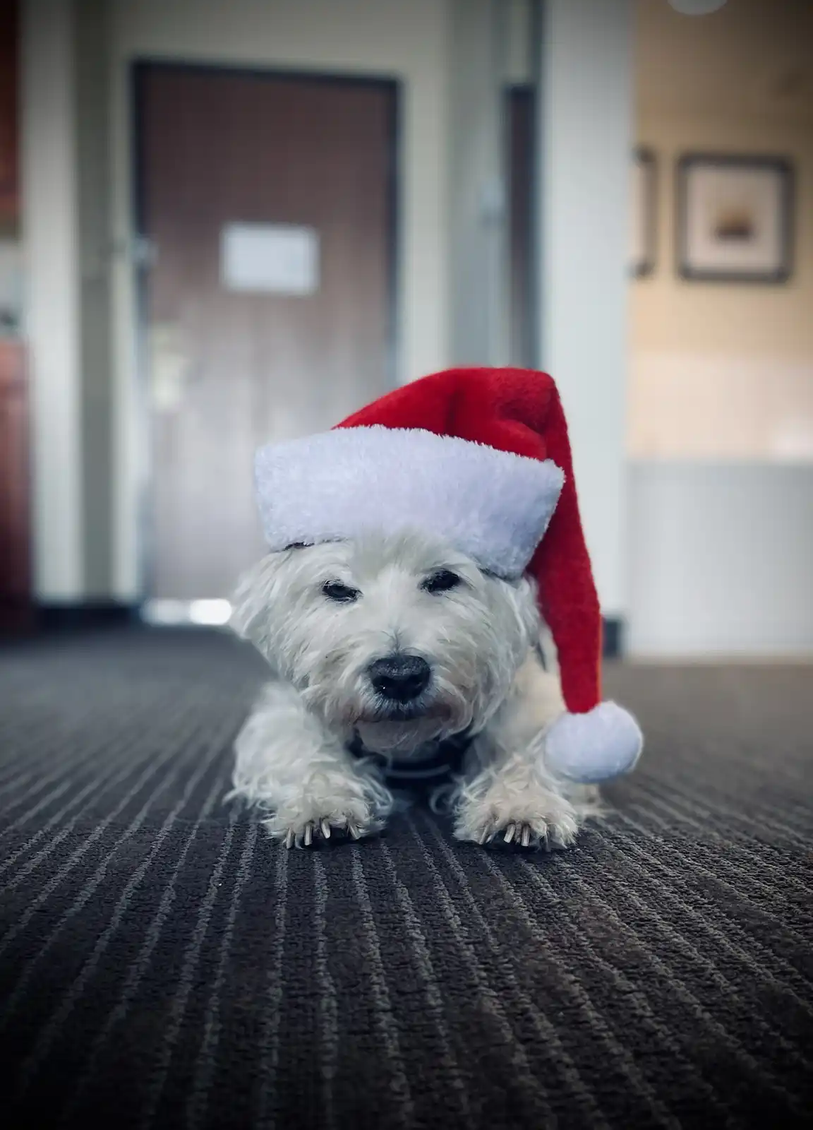 Wishing everyone a Merry Christmas and Happy Holidays with Christmas Lily!