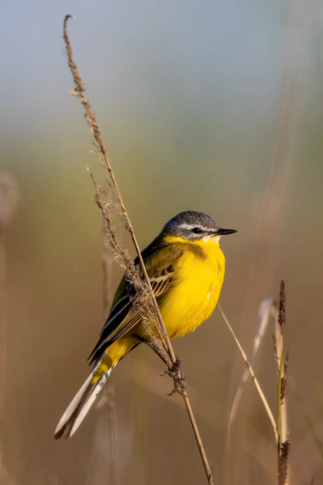 A Beautiful Yellow Wagtail Soaking Up the Morning Sun