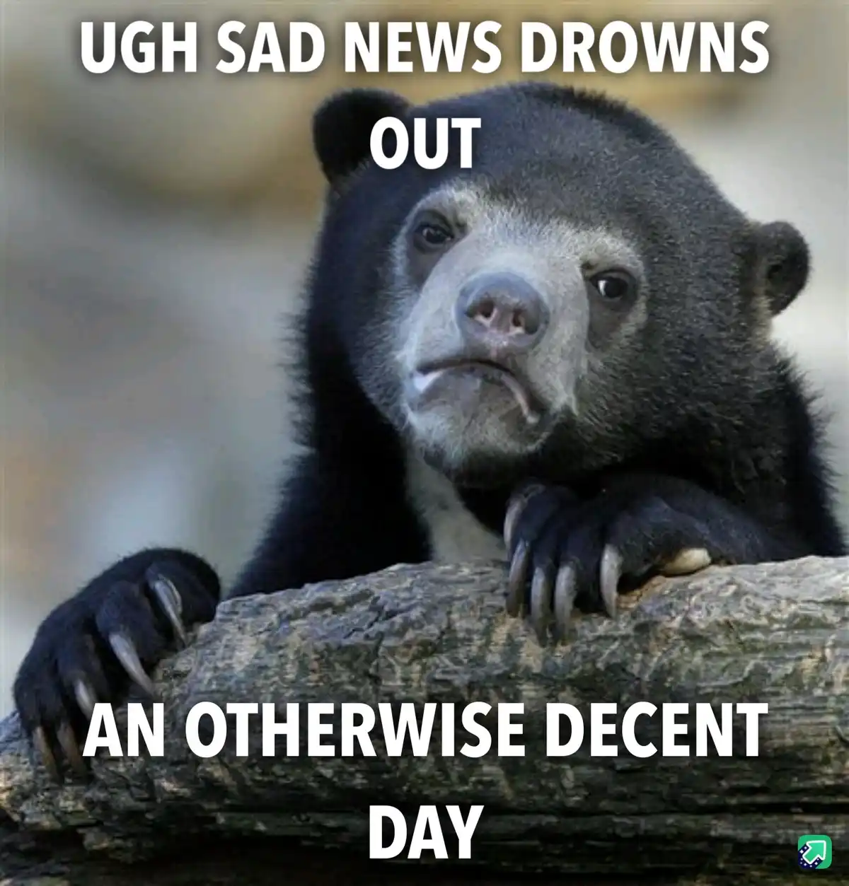 A close-up photo of a sad-looking, dark-furred bear with a downturned mouth, resting its paws on a log. White bold text…