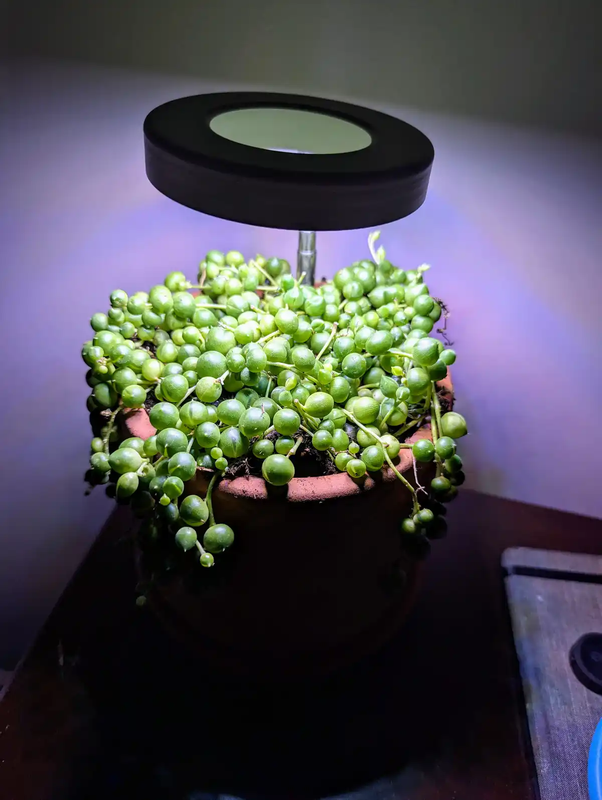 A close-up photo shows a potted string of pearls succulent under a small, circular grow light. The plant has numerous round…