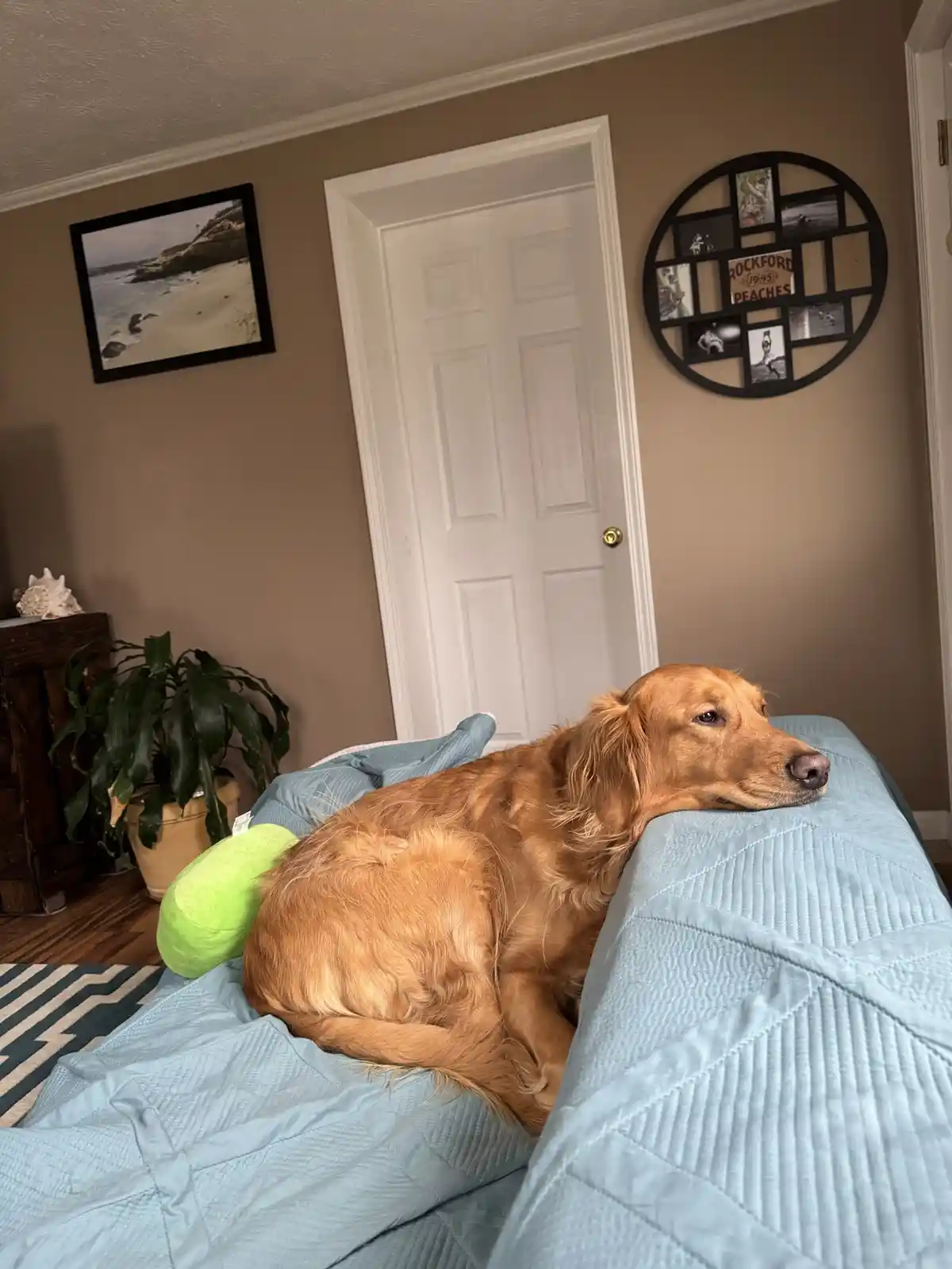 A golden retriever is lying on a light blue quilted couch or bed, resting its head on the edge with a relaxed, slightly…