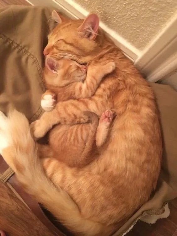 a fluffy orange tabby cat is curled up in a tight ball while sleeping on a brown fabric surface, with its paws tucked close…