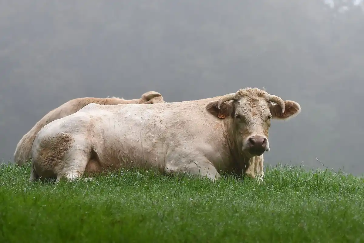 Charolaise Cattle: A Glimpse from Vienne, France