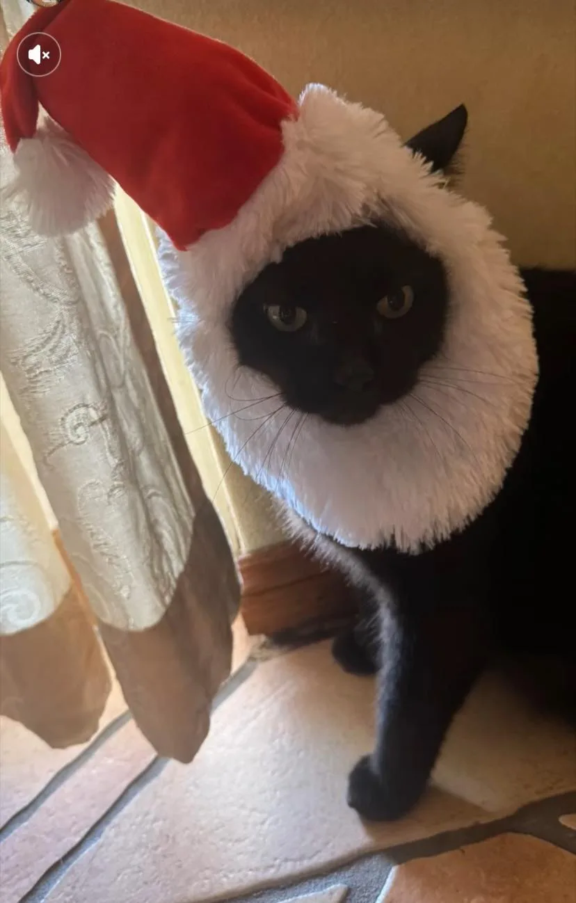 Warm Christmas Wishes from Salem (Sammy)!