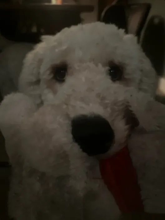 A close-up of a fluffy white dog with dark eyes and a black nose, wearing a red ribbon around its neck, looking directly at…