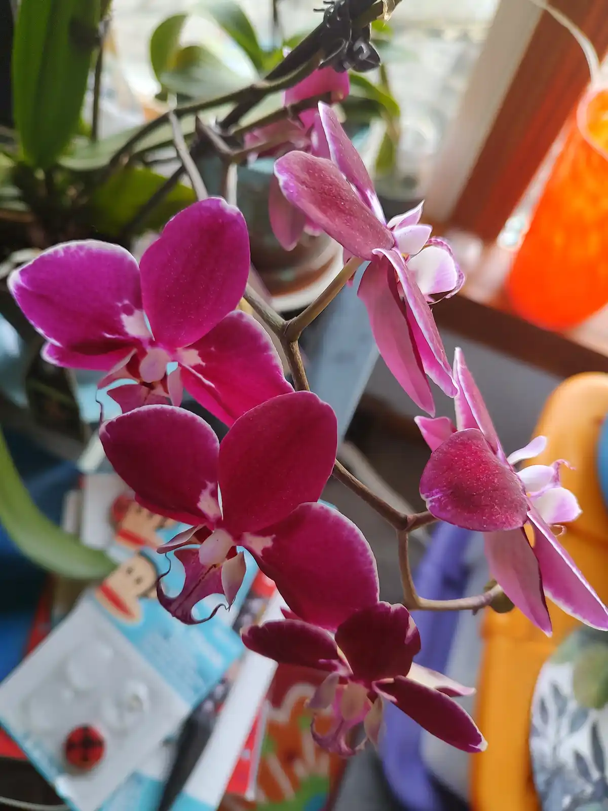 A close-up photo shows a vibrant cluster of magenta and pink orchid flowers with white accents, growing on a stem in a home…