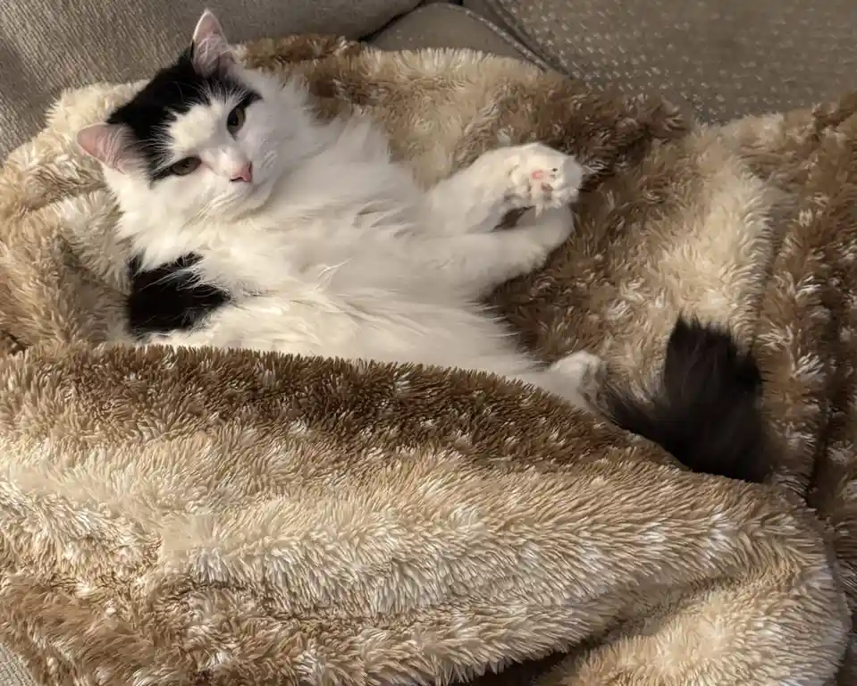 The Ultimate Cozy Vibe: Meet the Cozy Boy