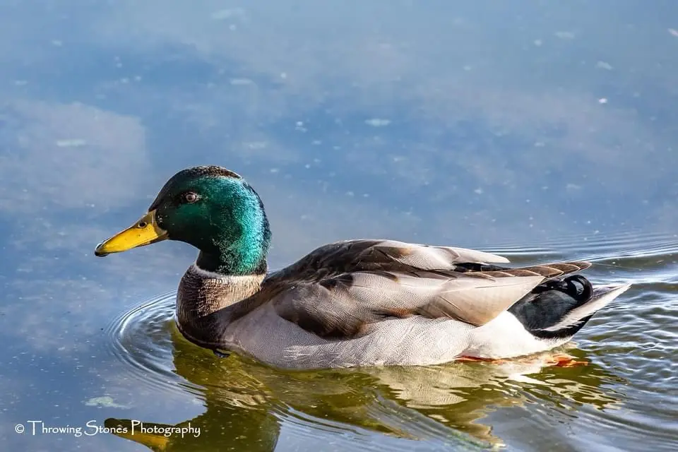 A male mallard duck with a green head and yellow beak floats calmly on rippling water, its reflection visible below. The…