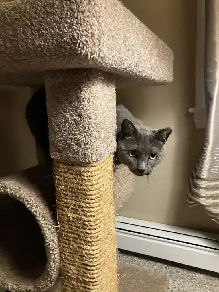 A gray cat with yellow eyes peeks cautiously from behind the post of a beige cat tree, its body mostly hidden, conveying a…