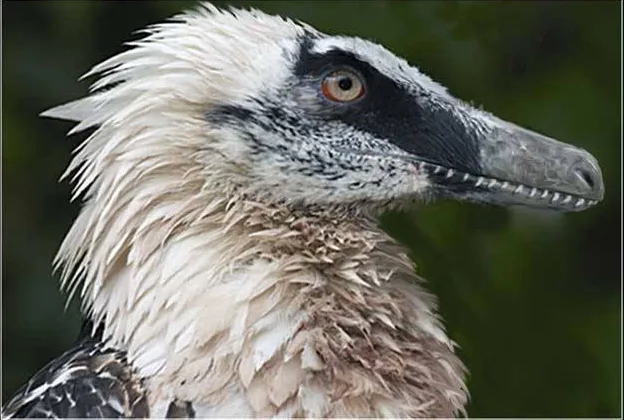 A close-up photograph of a bird of prey, likely a bearded vulture, showing its distinctive shaggy white head feathers, dark…