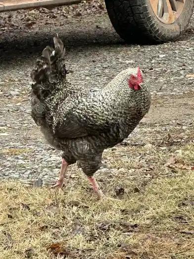 A Collection of Birds and the Memes They Inspire