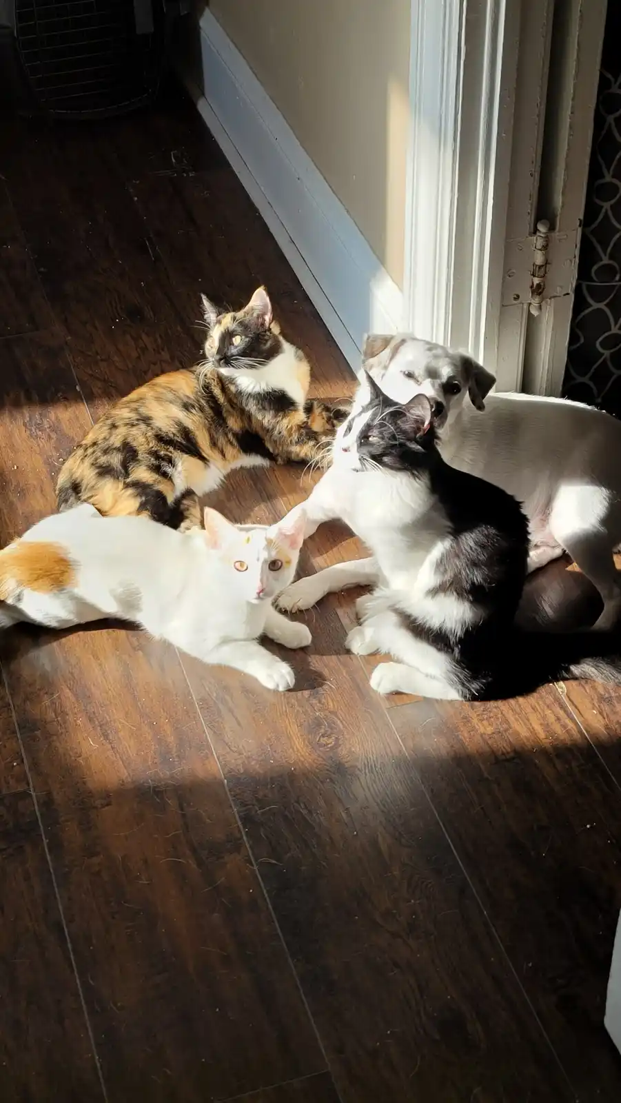 Celebrating My 34th Birthday with Adorable Pet Photos!