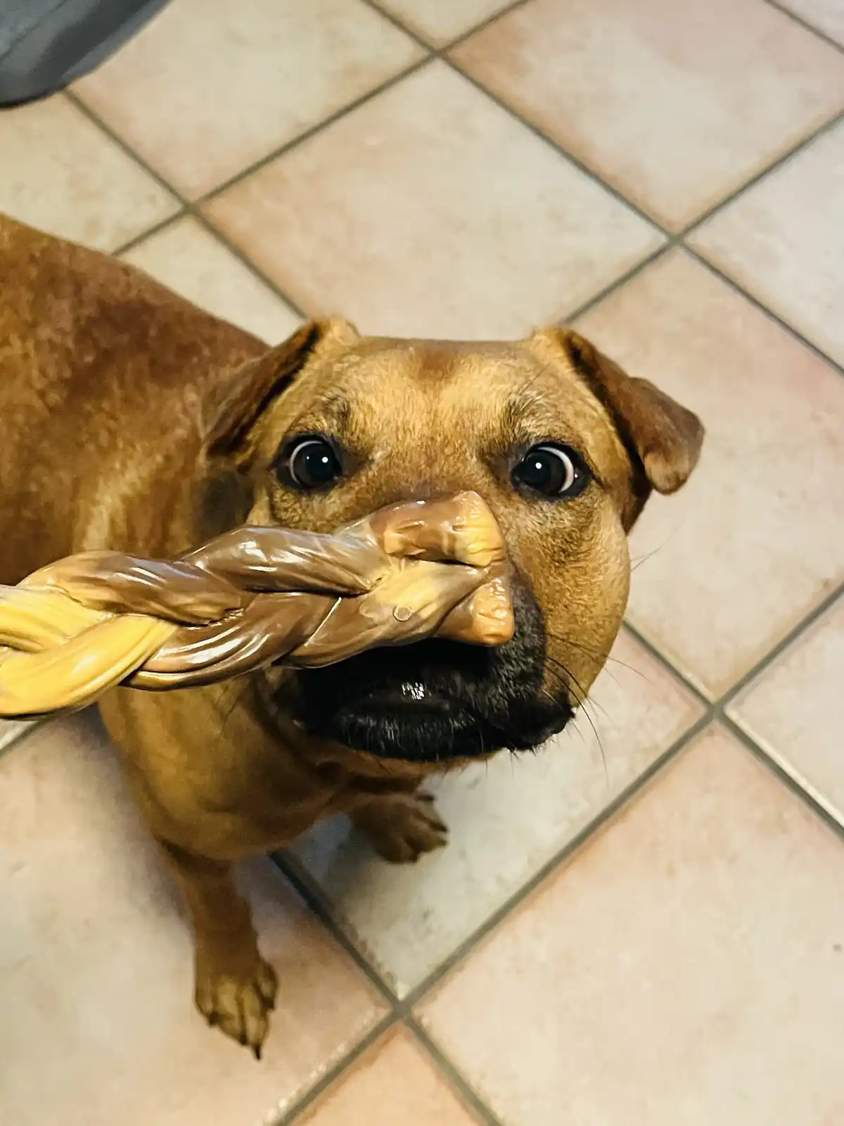 A brown dog with wide, pleading eyes looks up from a tiled floor while holding a large, glossy, braided chocolate treat in…