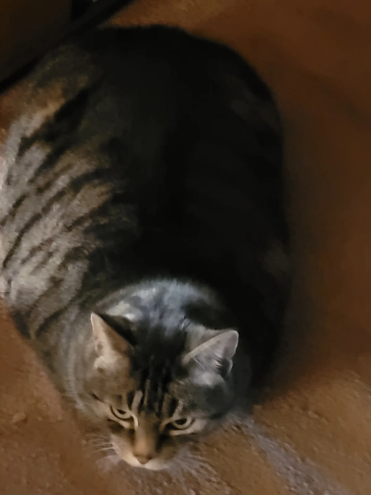 The Joy of Loaf: A Bread Lover's Delight