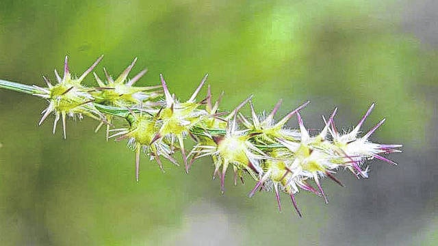 A close-up photo of a spiky green plant stem with numerous small, spiky seed heads, each tipped with purple, against a…