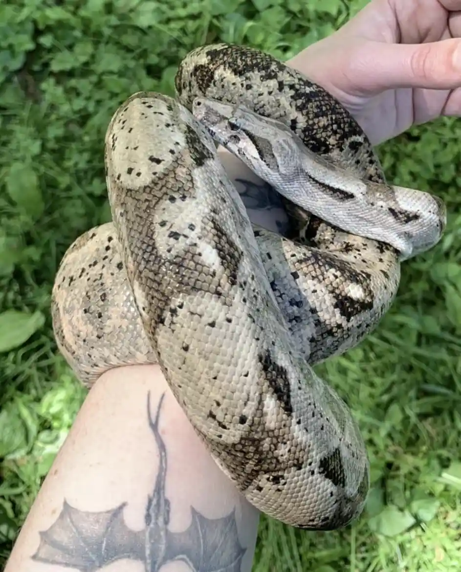 A large, patterned snake with tan and black scales is coiled around a person's arm and hand, set against a green grassy…