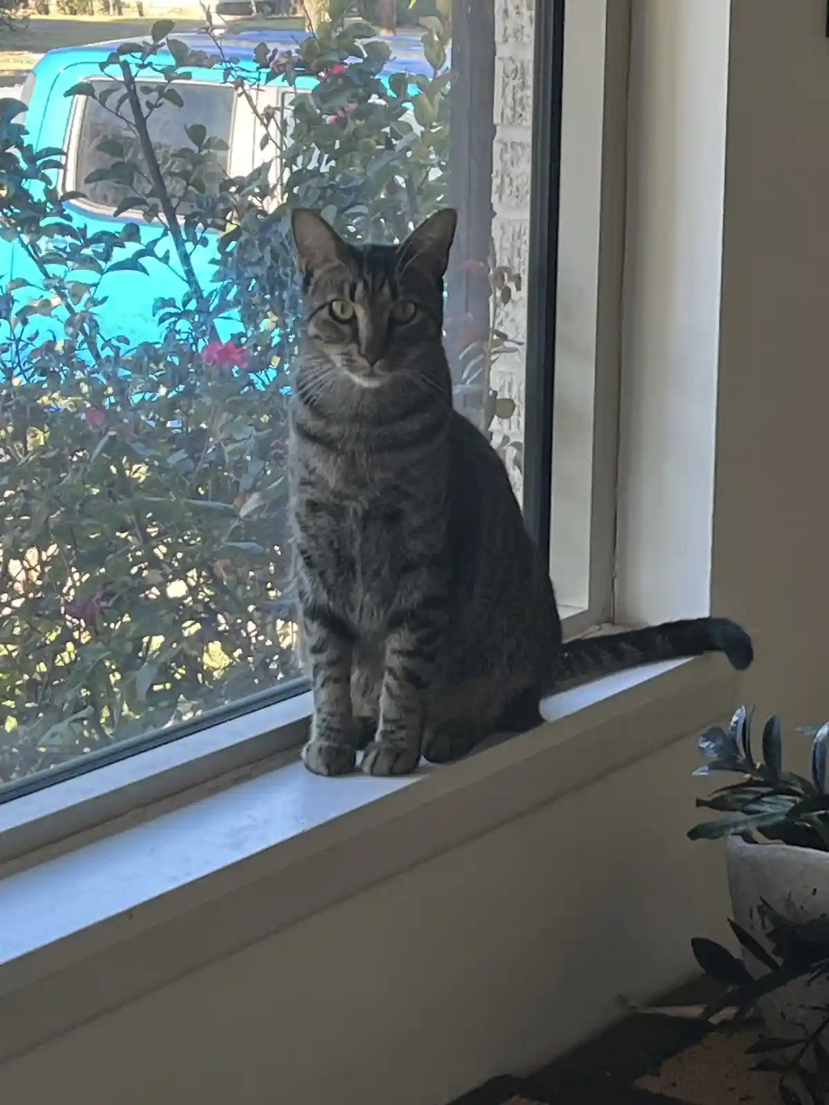 A tabby cat sits upright on a white windowsill, looking directly at the camera with a calm, slightly unimpressed expression…