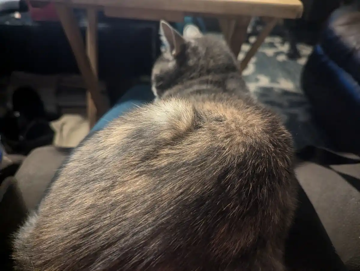 A close-up photo shows the back of a gray tabby cat sitting on someone's lap, facing away from the camera. The cat's fur is…