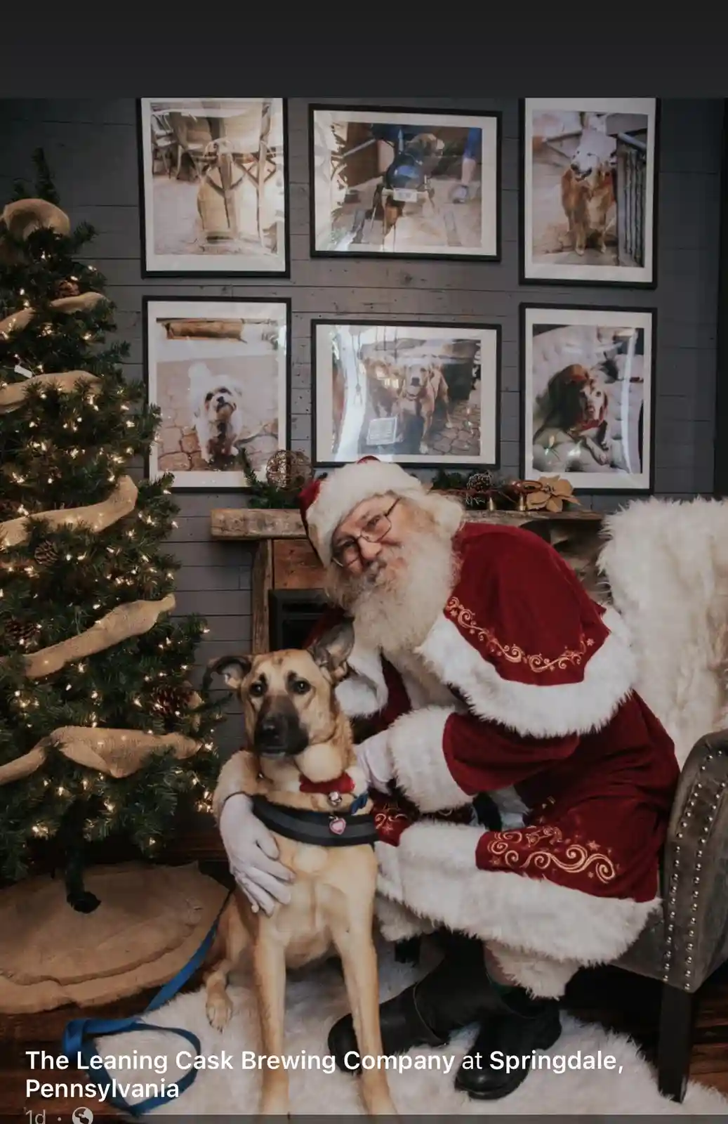 A man dressed as Santa Claus sits in a chair next to a tan and black dog wearing a red bowtie and harness. They are in a…