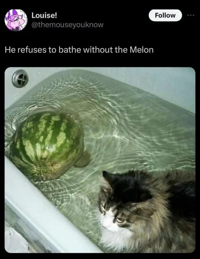 A fluffy long-haired cat with a white face sits in a bathtub filled with water, looking unenthusiastic. Beside it, a whole…