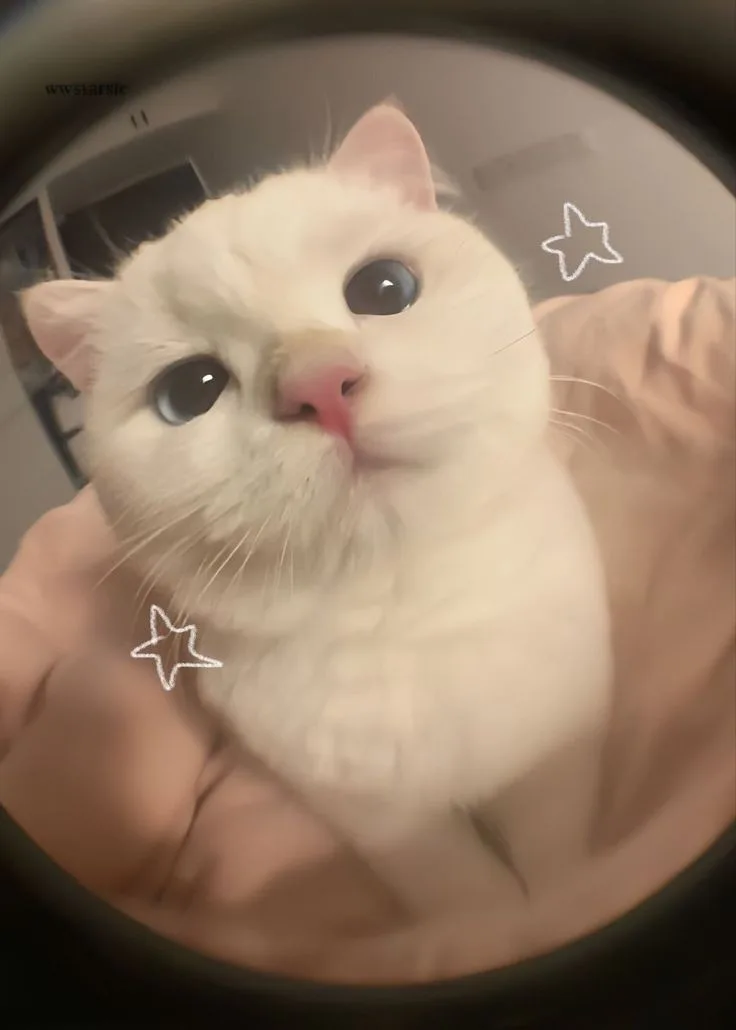 A white cat with large, round eyes is being held up close to a camera, looking directly at the viewer. The image has a…