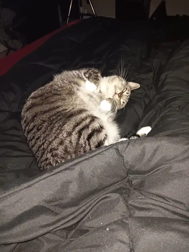 A gray tabby cat with white paws is lying on its back on a black comforter, grooming itself by licking its front paw. The…