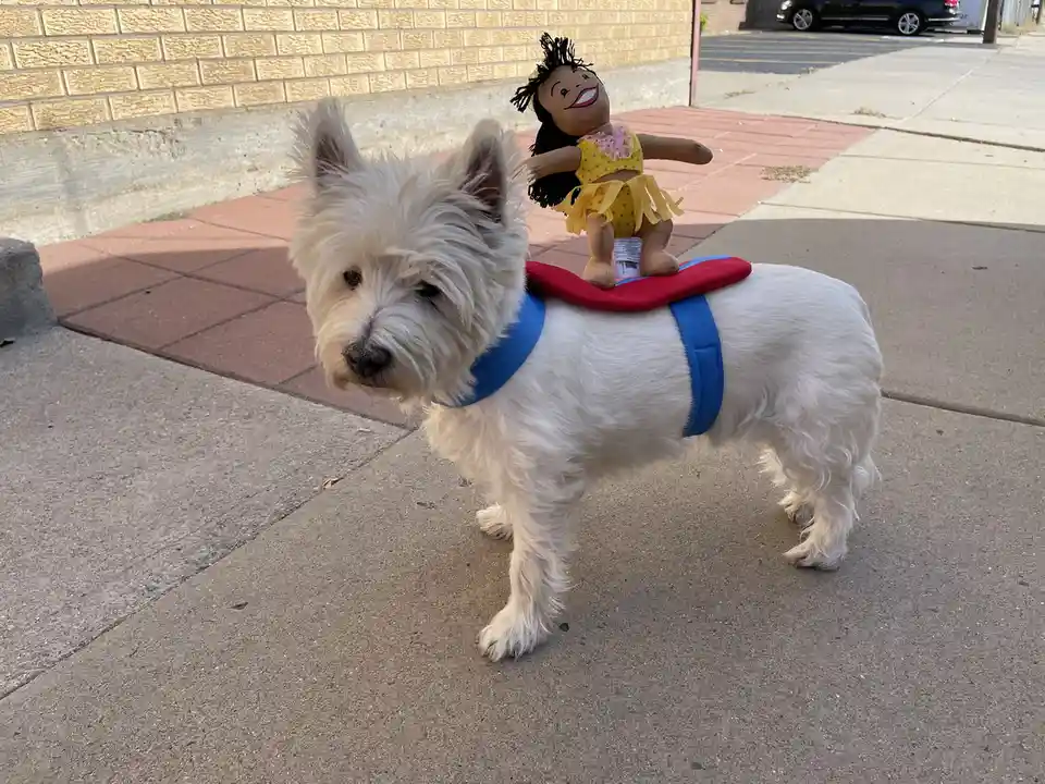 A white West Highland Terrier stands on a sidewalk wearing a blue harness with a red saddle strapped to its back. A small…