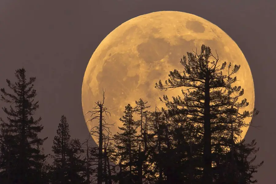 A large, golden full moon dominates the sky behind silhouetted pine trees. The moon's surface shows visible craters and…