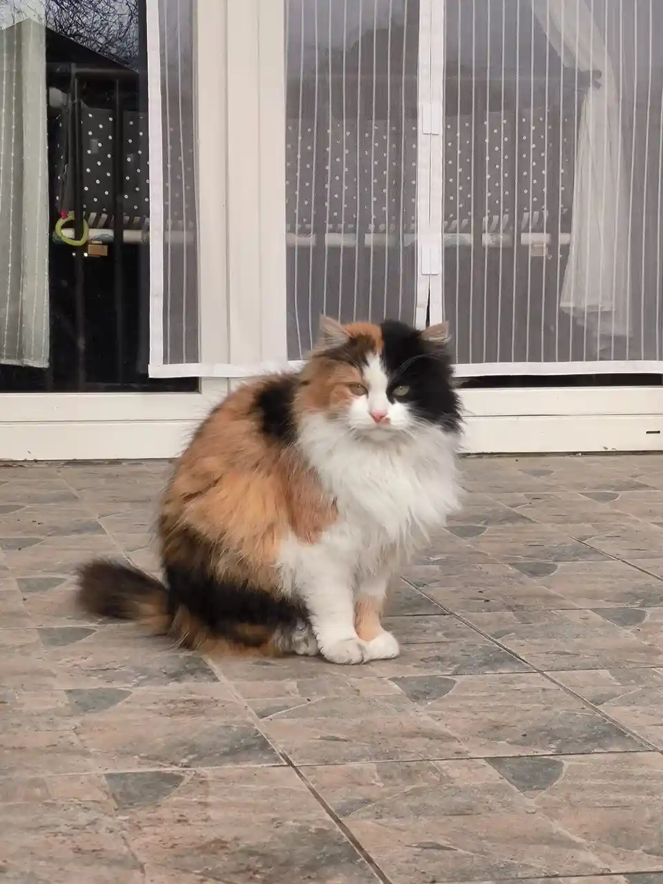 A fluffy calico cat with black, orange, and white fur sits on a tiled patio in front of a glass door with sheer curtains…