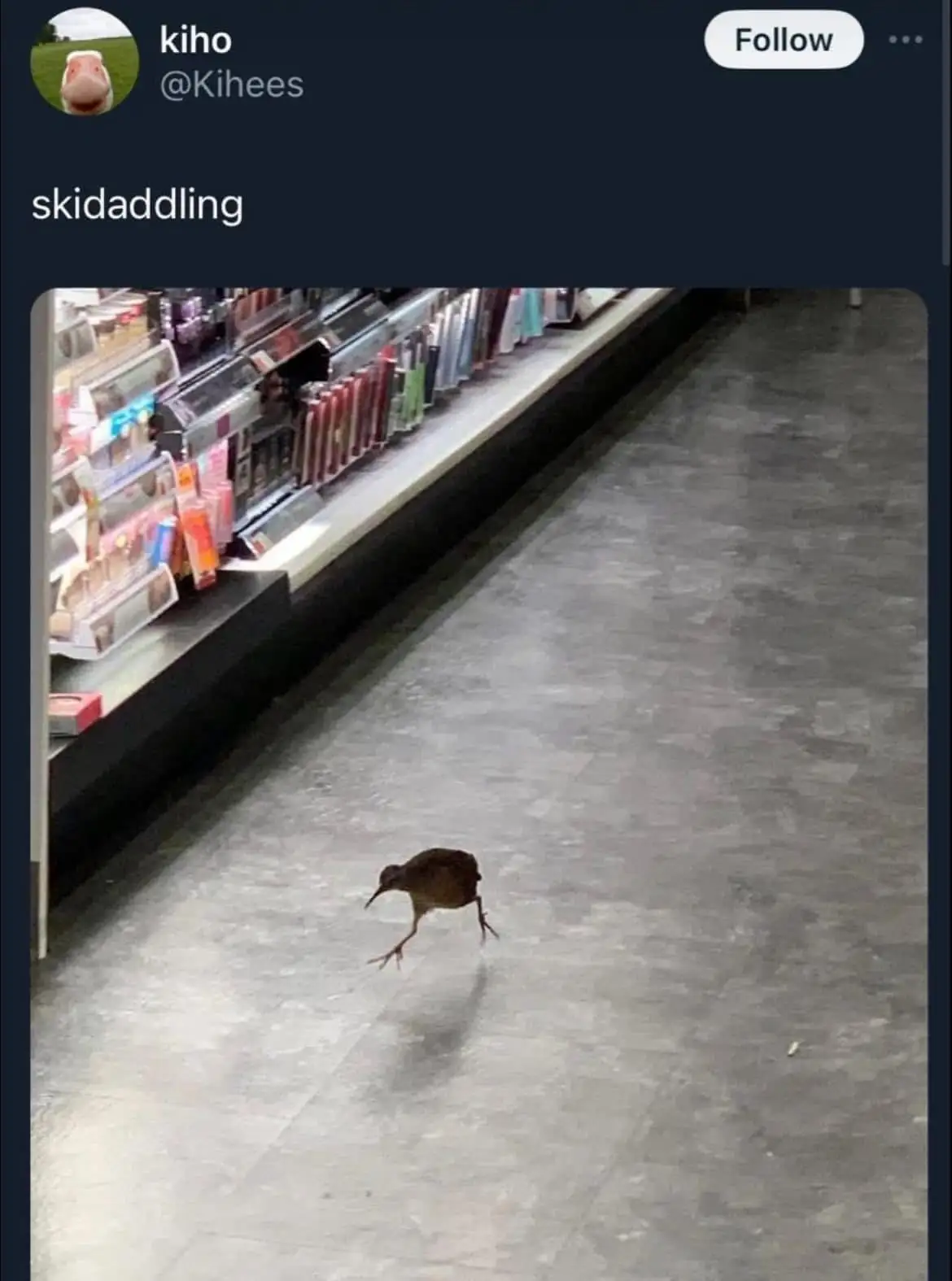 A small brown bird is captured mid-stride, running quickly across a gray tiled floor in a store aisle, with shelves of…