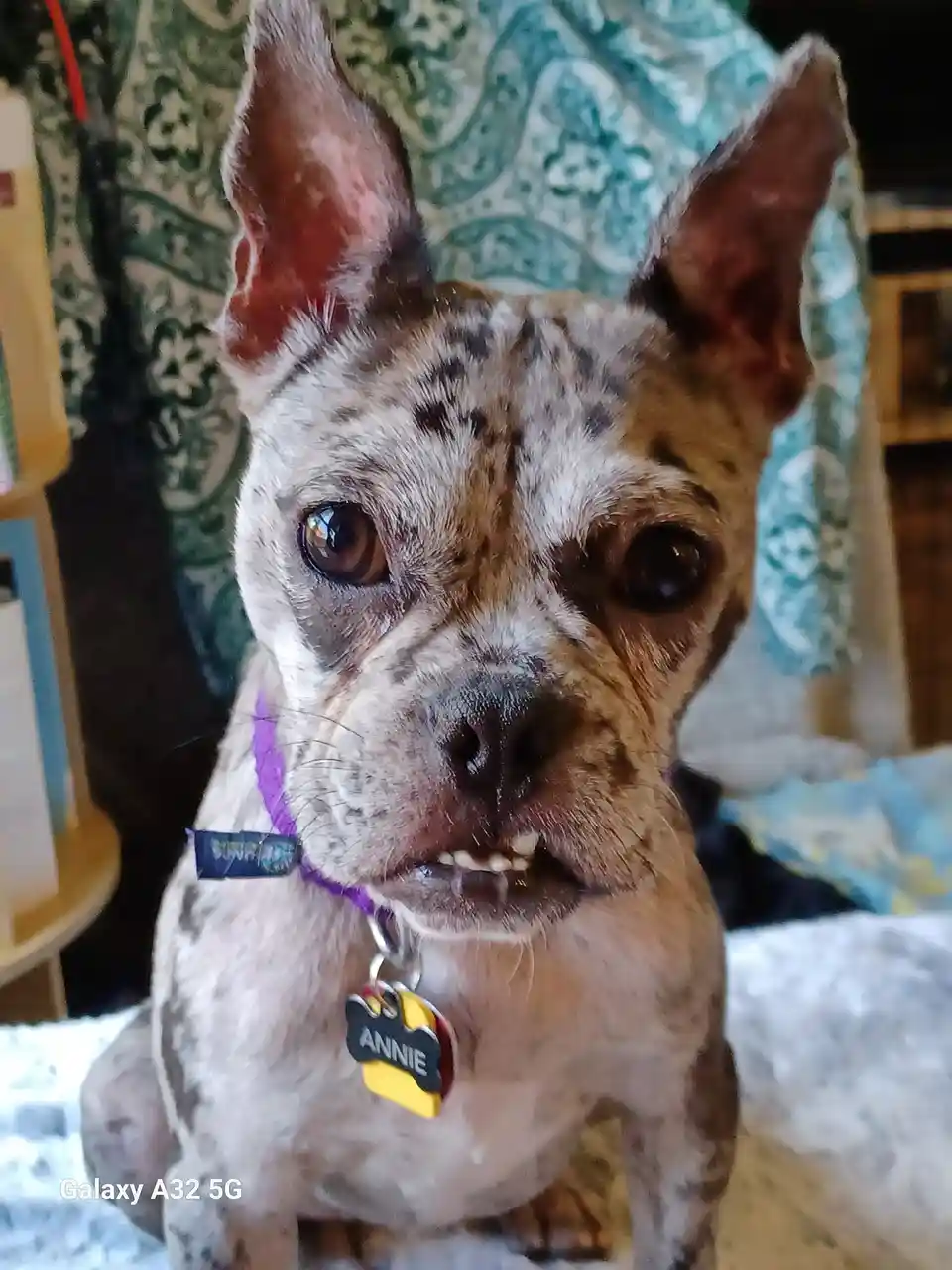 A close-up photo of a brindle and white French bulldog named Annie, wearing a purple collar with a yellow and black tag…