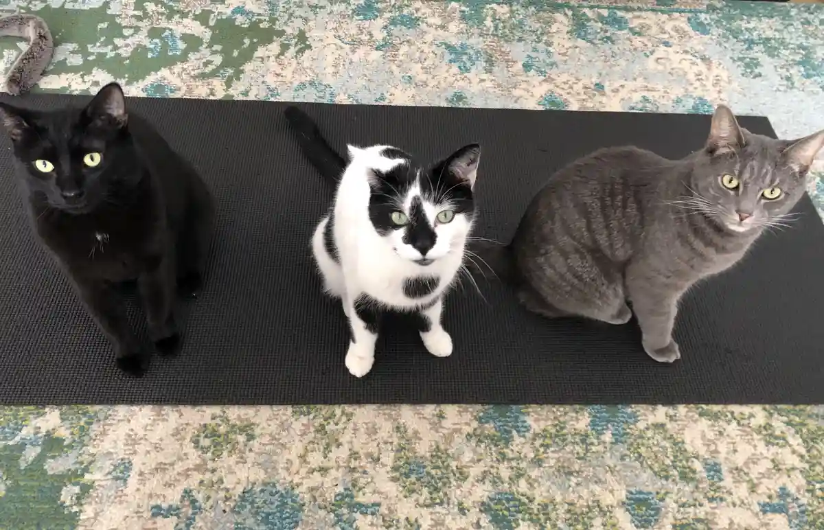 Three cats — a black one, a black-and-white one, and a gray tabby — sit in a row on a black yoga mat, looking up at the…